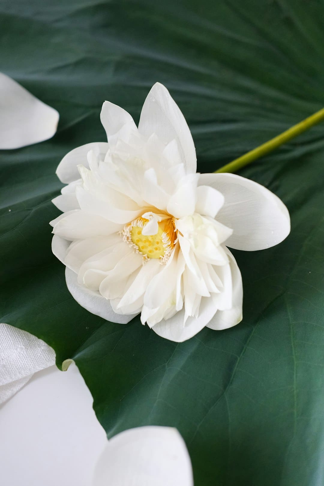 洗衣机是什么梗